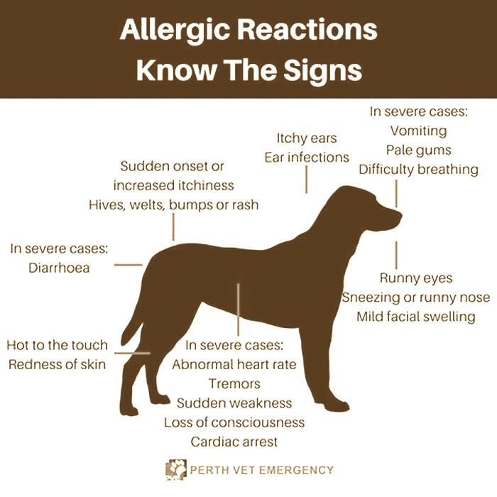 How do dogs act when they have an allergic reaction