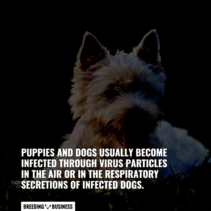 How do dogs catch viruses