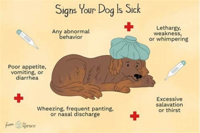 How do dogs lay when sick?