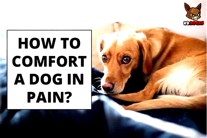 How do you comfort a dog in pain