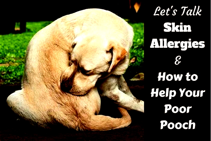 How do you fix dog skin allergies?