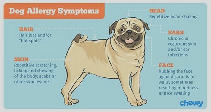 How do you get rid of an allergic reaction to a dog?