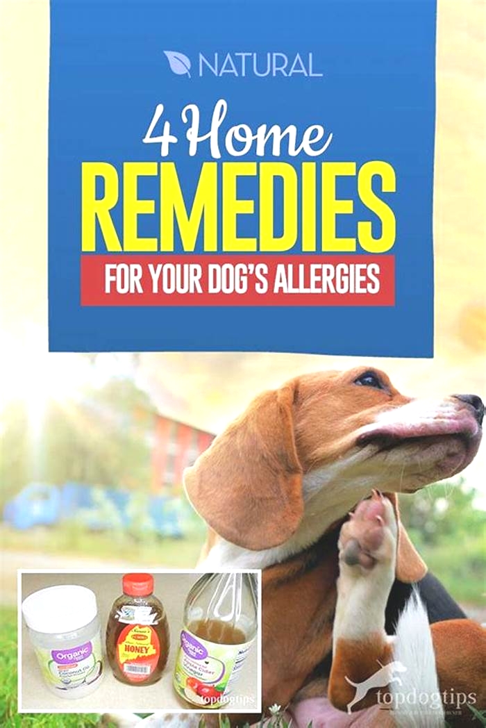 How do you get rid of dog allergies naturally?