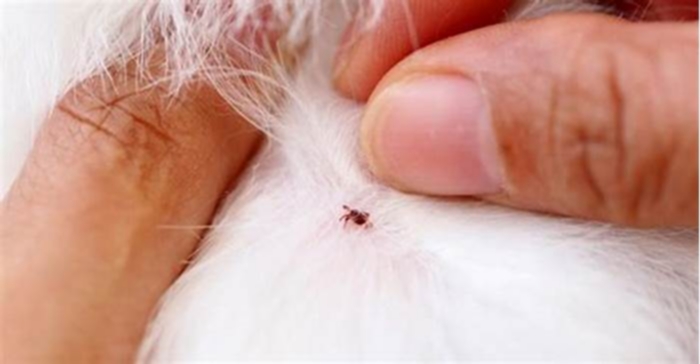 How do you know if its a tick or flea?