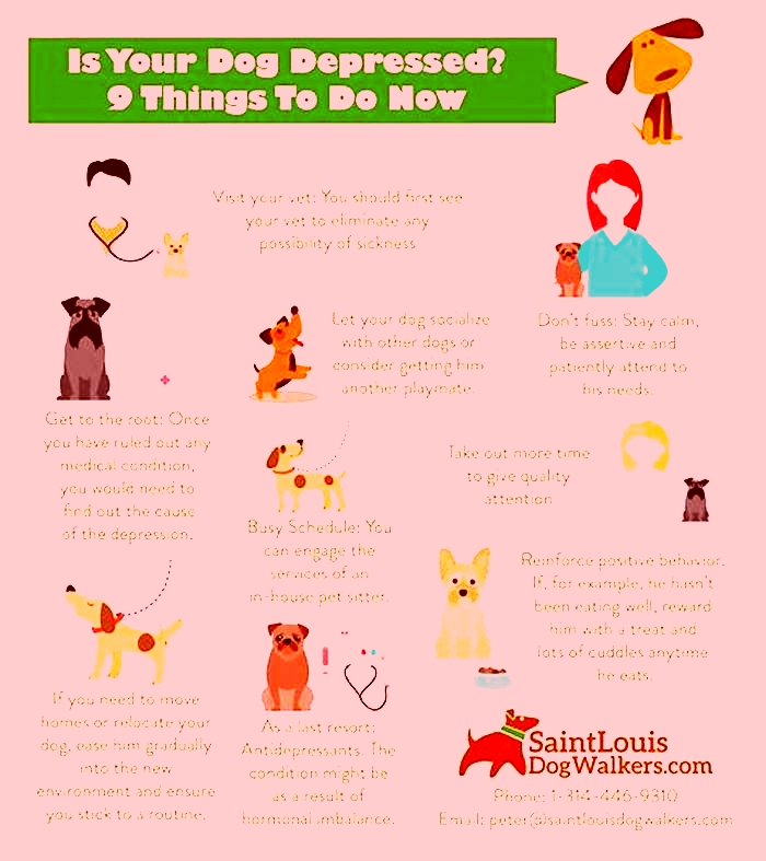 How do you know if your dog has mental problems?