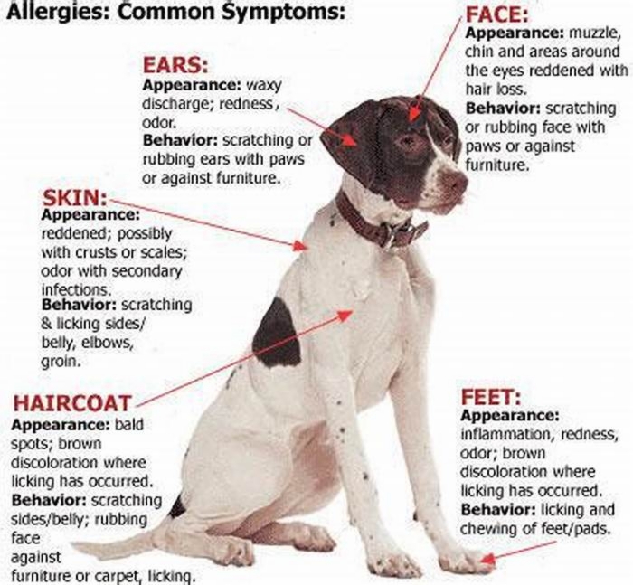 How do you stop a dog from being allergic to chicken?