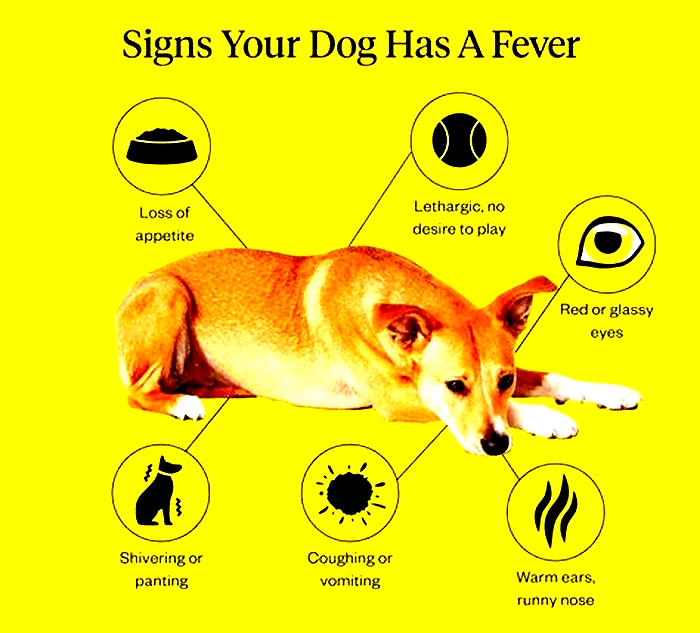 How do you tell if a dog has a fever?