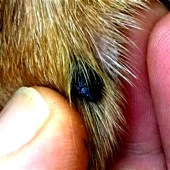 How do you tell if a dog's mole is cancerous?