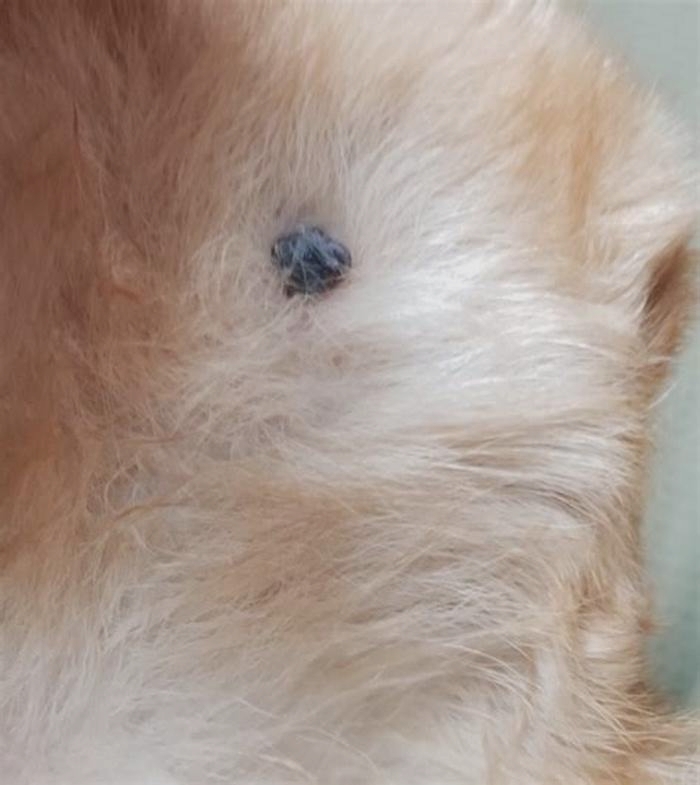 How do you tell if bump on dog is a tick