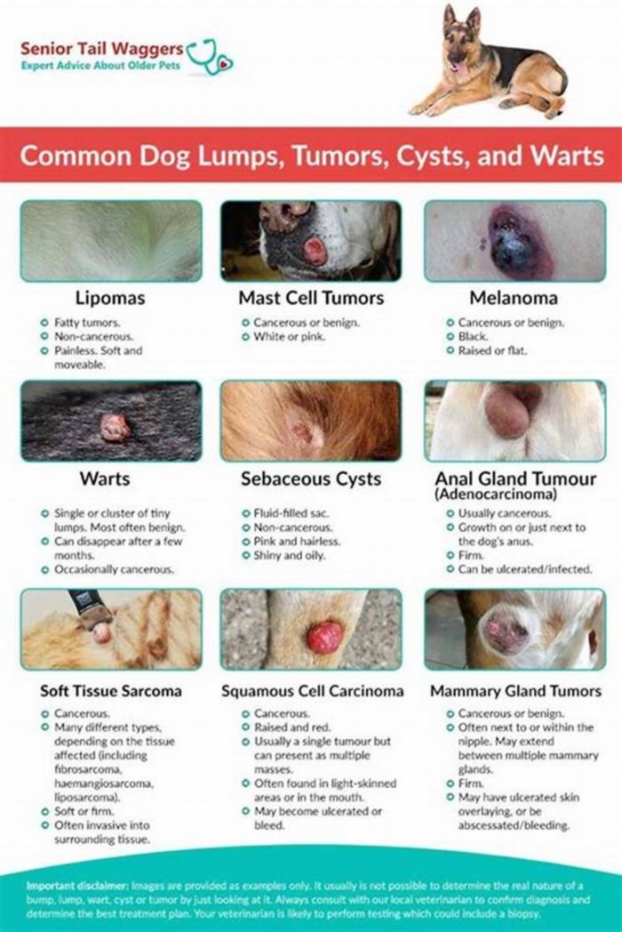 How do you tell if my dog has a cyst or tumor?