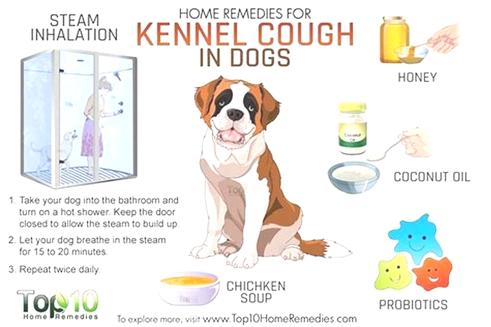 How do you treat a dog's allergy cough?