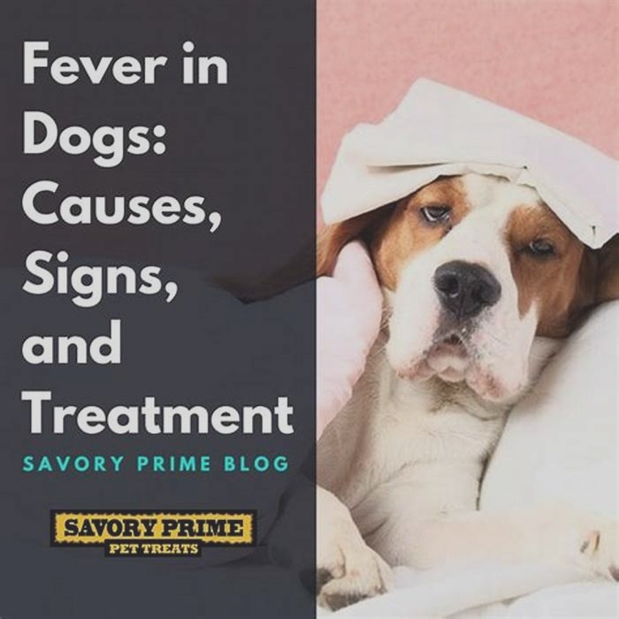 How do you treat a fever in a dog?