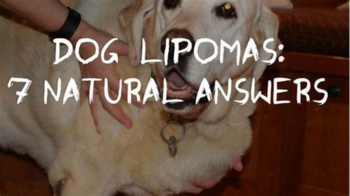 How do you treat a lump on a dog s stomach