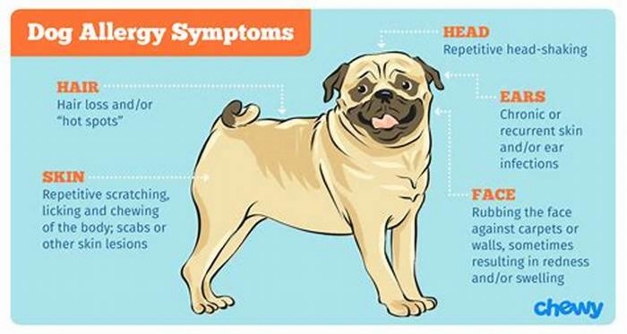 How do you treat an allergic reaction in a dog