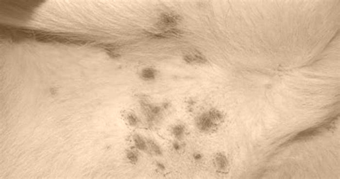 How do you treat black spots on a dog's stomach?