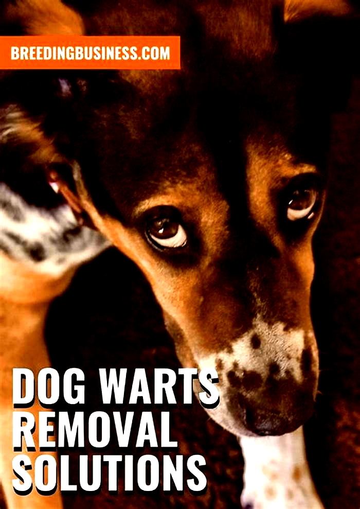 How do you treat black warts on dogs?