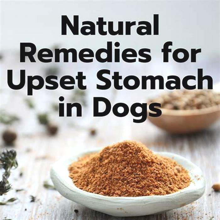 How do you treat bumps on a dog s stomach