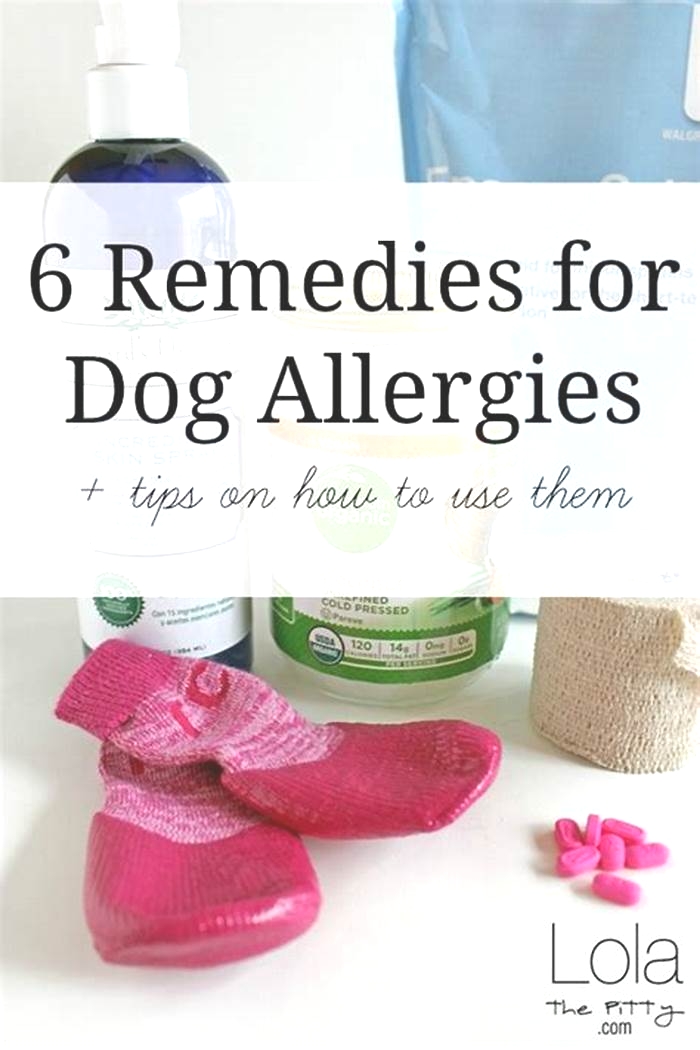 How do you treat dog allergies in humans