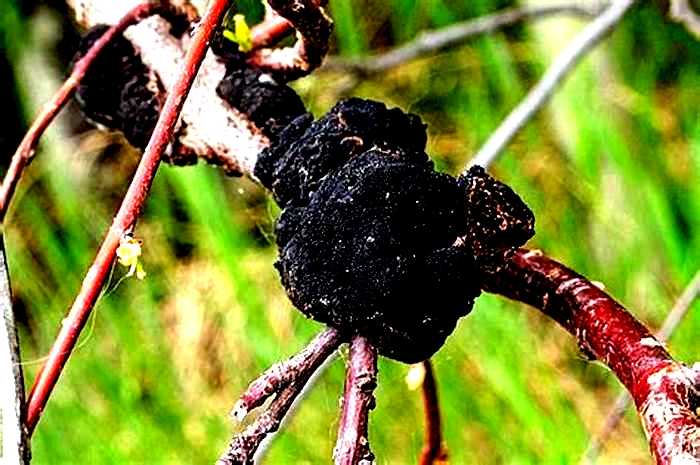 How does black fungus look like?