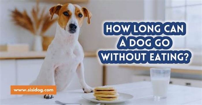 How long can a dog go without eating