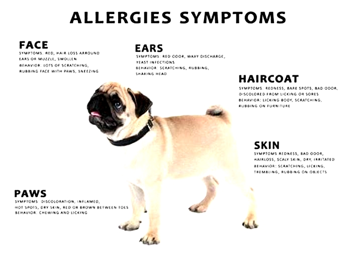 How long do dog allergic reactions last?