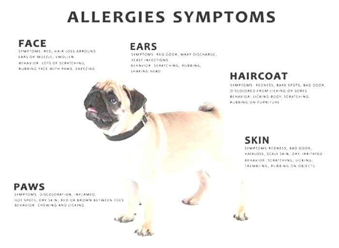 How long do dog allergies last