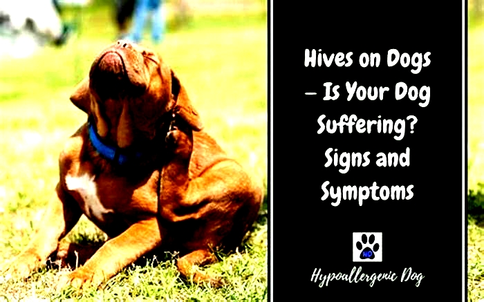 How long do dog hives last?