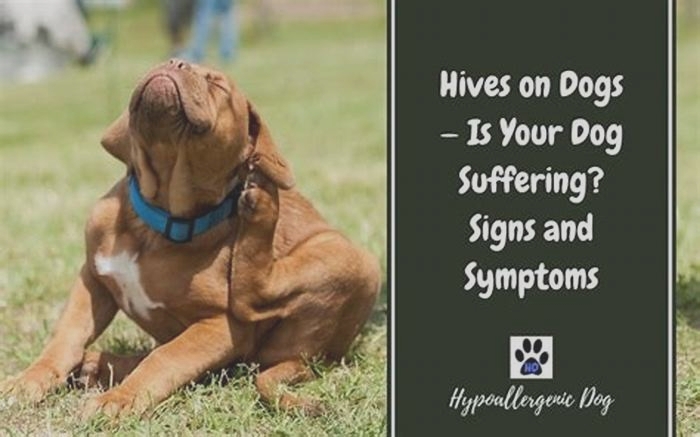 How long do hives last on a dog?