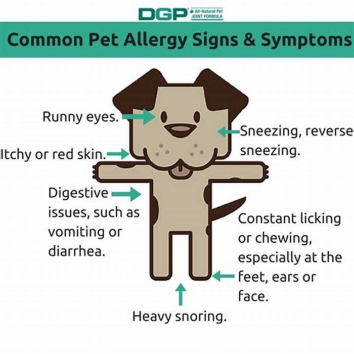 How long do pet allergy symptoms last