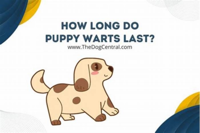 How long do puppy warts last?