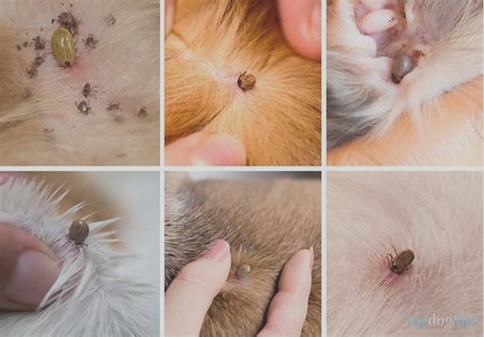 How long does a tick bump last on dog?