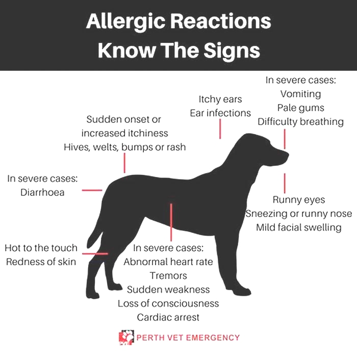 How long does an allergic reaction to a dog last?