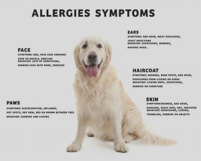 How long does it take for a dog to show signs of an allergic reaction