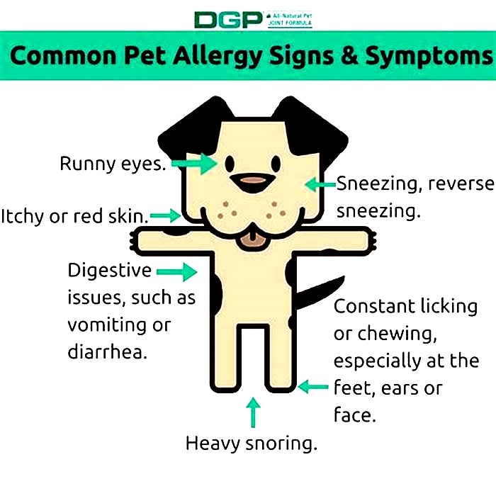 How long does it take for dog allergy symptoms to go away