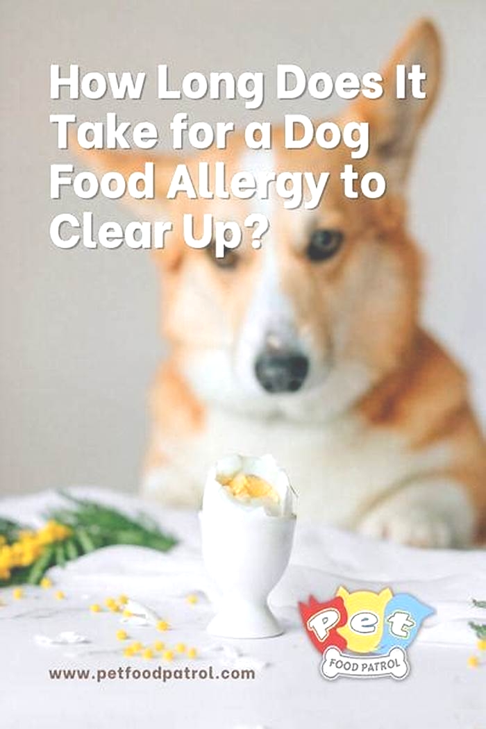 How long does it take for dog food allergies to clear up