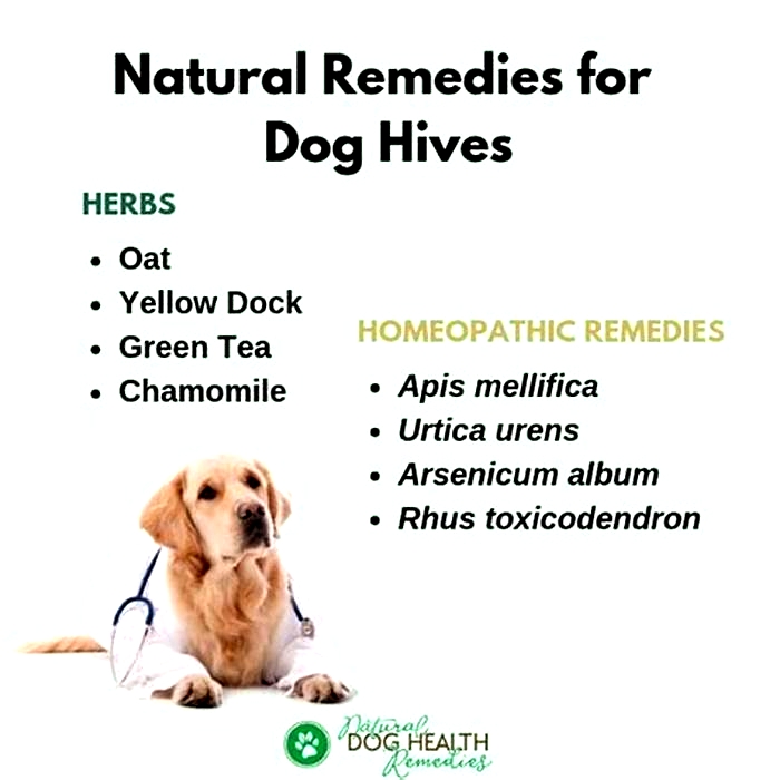 How long does it take for dog hives to go away