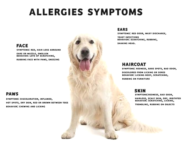 How long does pet allergy rash last?