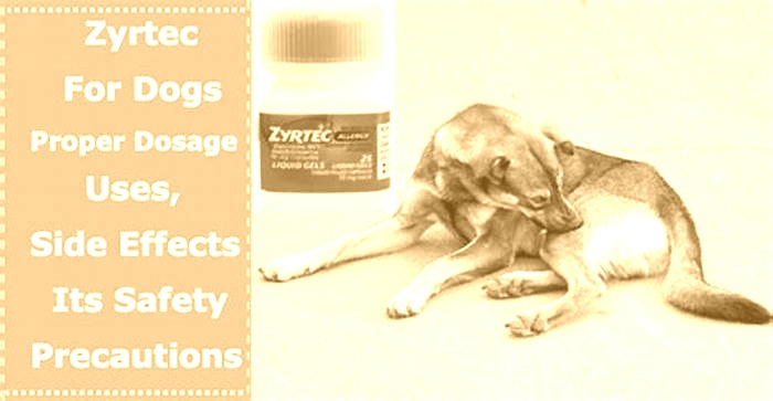 Is 10mg cetirizine safe for dogs