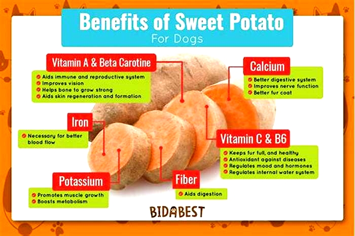 Is Sweet Potato good for dogs with allergies