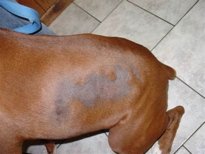 Is black skin disease in dogs fatal