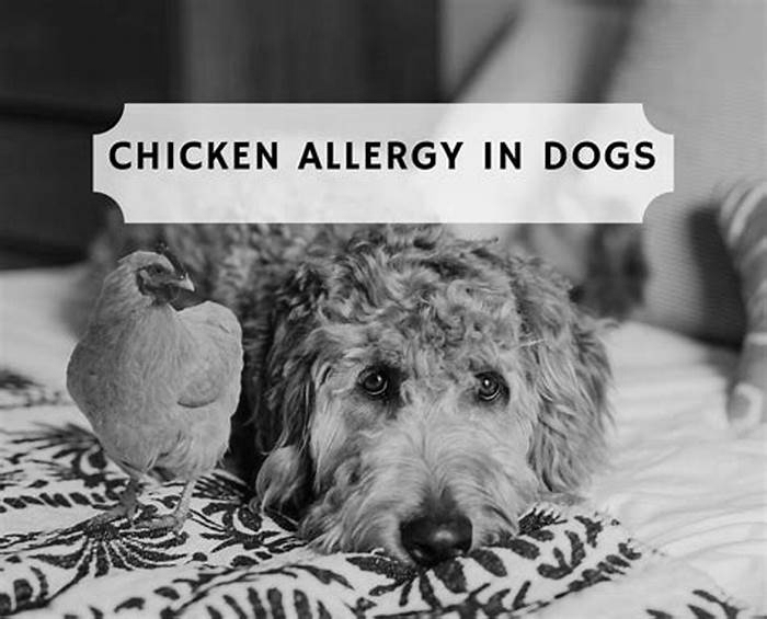 Is chicken OK for dogs with allergies?