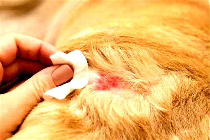 Is chicken bad for dogs with itchy skin