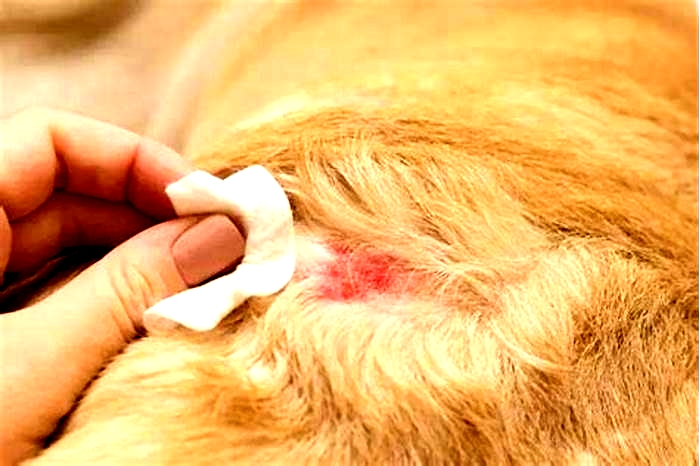 is-chicken-bad-for-dogs-with-itchy-skin-dog-disease-information