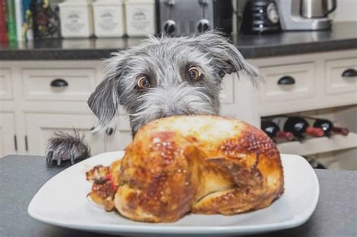 Is chicken good for dogs with itchy skin?