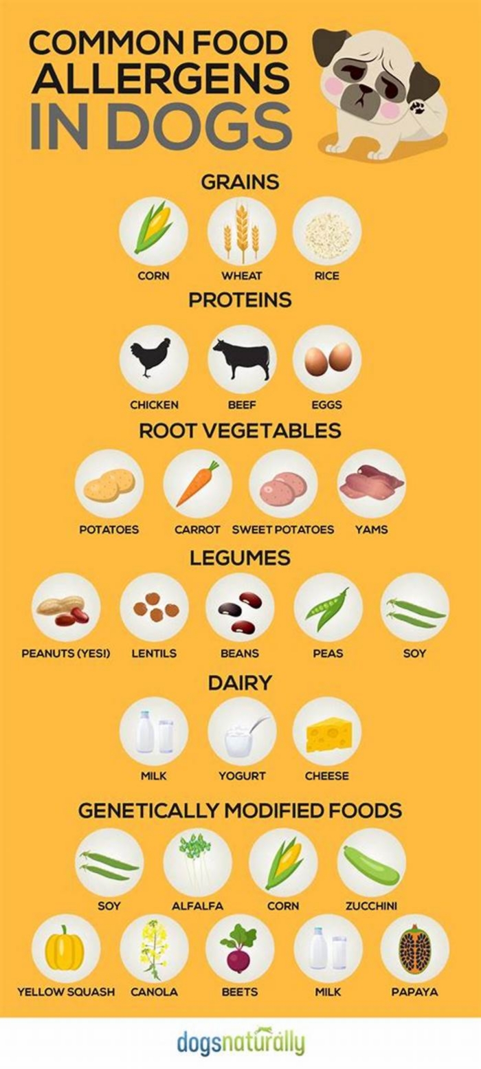 Is chicken or beef better for dogs with allergies