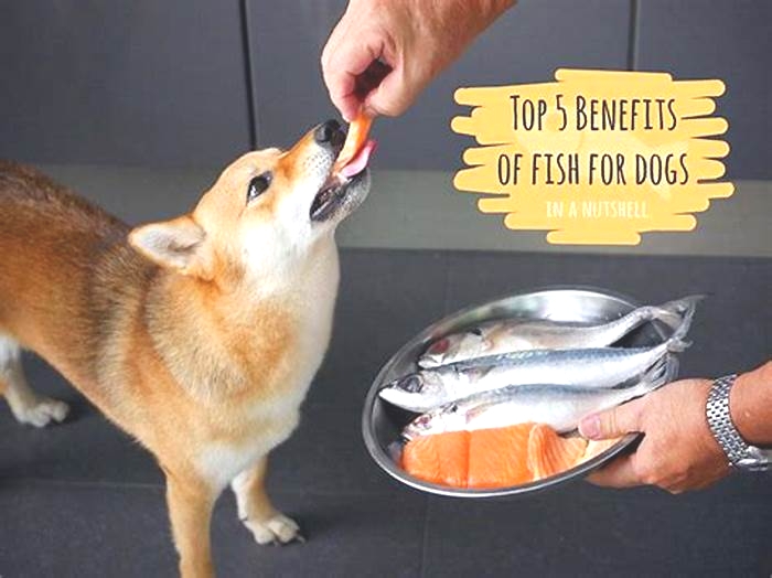 Is chicken or fish better for dogs?