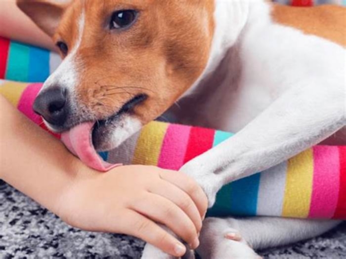 Is dog licking anxiety?