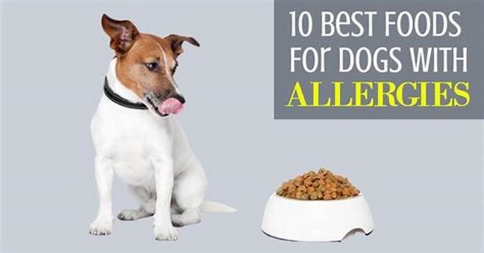 Is fish good for dogs with allergies