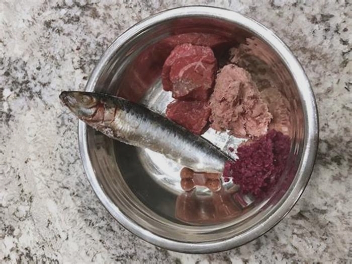 Is fish oil or sardines better for dogs