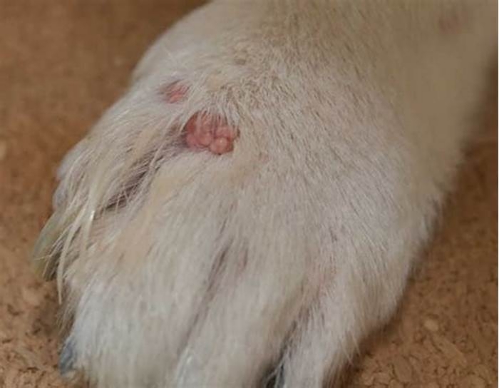 Is it OK for dogs to have moles